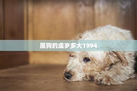 1994 狗